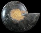 Split Black/Orange Ammonite (Half) - Unusual Coloration #55661-1